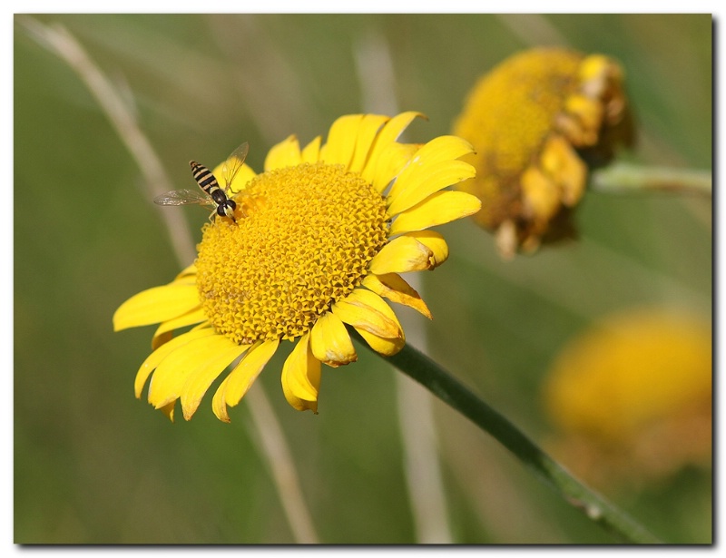 September flowers