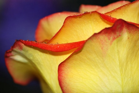 Yellow Rose of Texas??