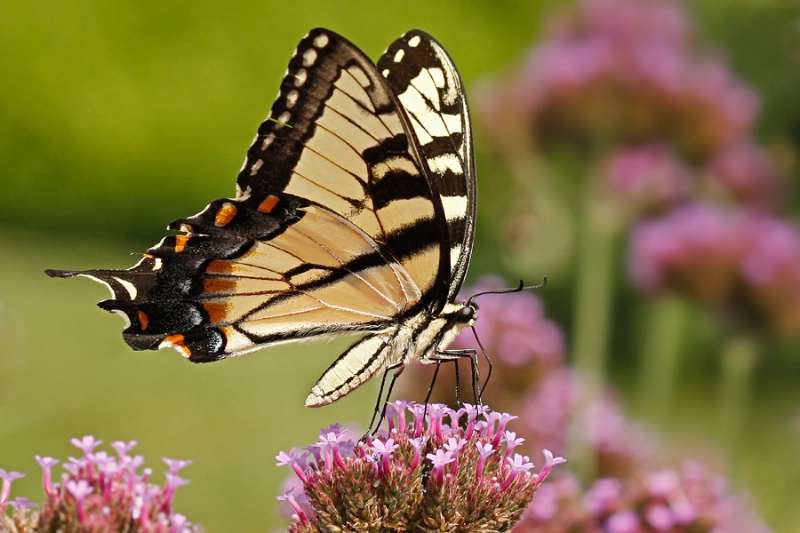 Eastern Tiger Swallowtail