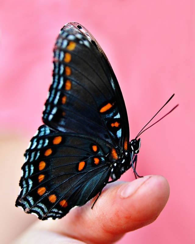 injured butterfly