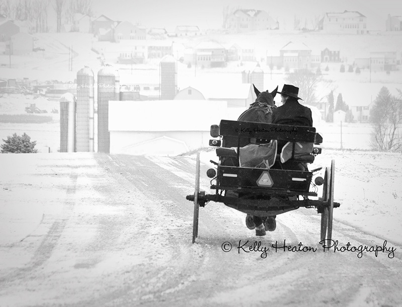 Amish Buggy In Snow