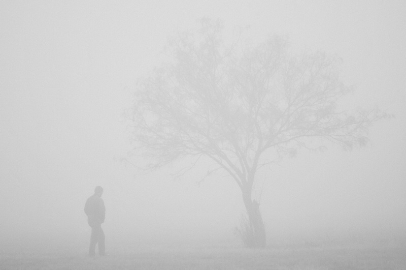 Man and tree in the fog
