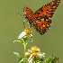 © Donald E. Chamberlain PhotoID# 10709372: 1. gulf fritillaryy on white flower