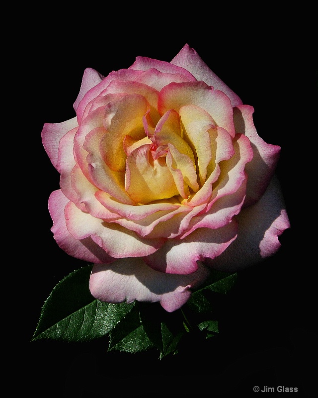 Pink-Tipped Rose