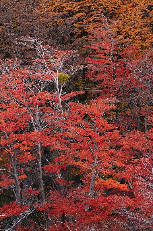 Flaming red