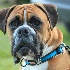 © Tracy Bazemore PhotoID# 10710462: Who ME???