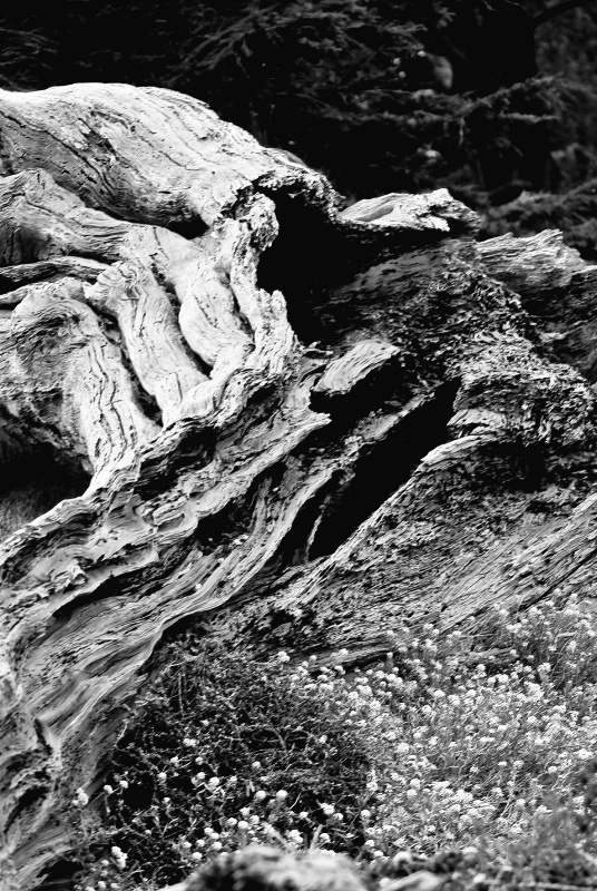 Ghost Tree Waterfall - ID: 10712176 © Susan M. Reynolds
