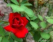 One Red Rose