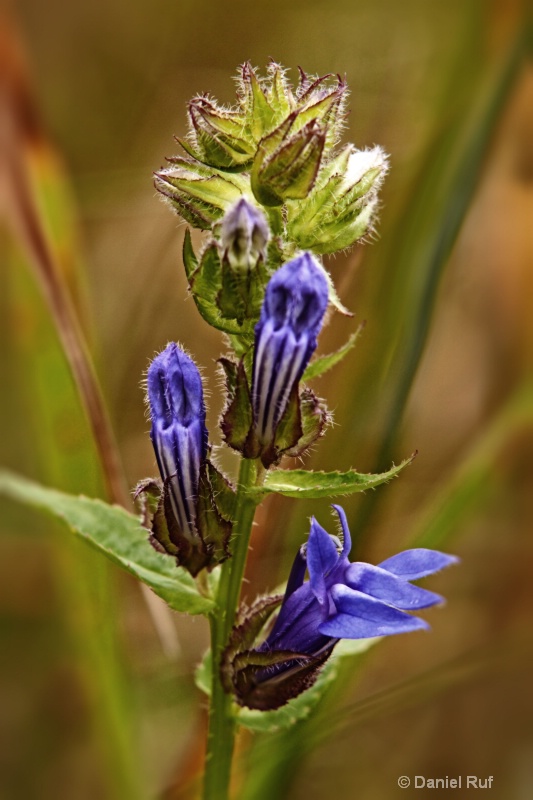 Gentian