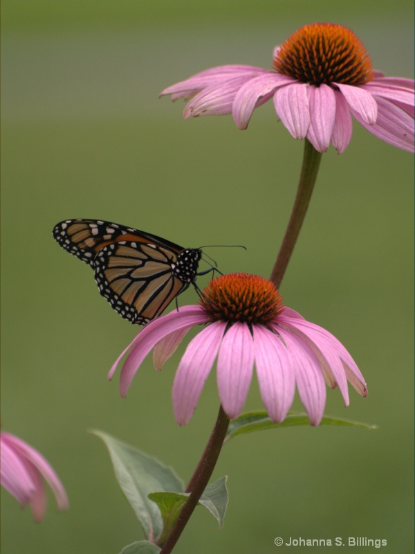 Flowers and Butterfly - ID: 10712819 © Johanna S. Billings