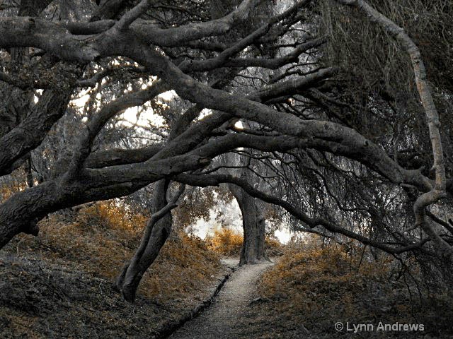 The Haunted Trail - ID: 10712831 © Lynn Andrews
