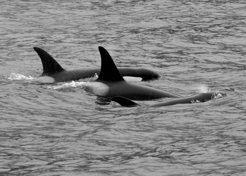 ORCA WHALE POD-Alaska - ID: 10712999 © James E. Nelson