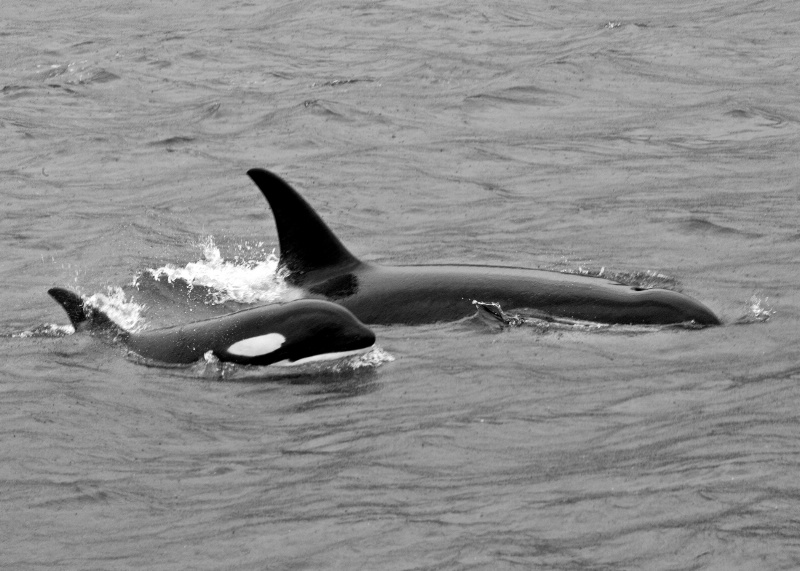 ORCA WHALE WITH CALF-Alaska - ID: 10713000 © James E. Nelson