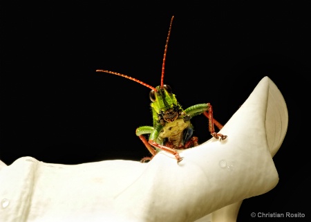 Little grasshoper