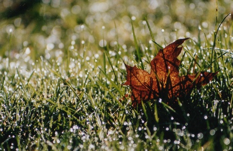 among the dew drops