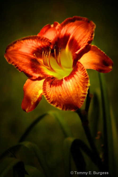 Daylily Dreaming