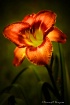 Daylily Dreaming