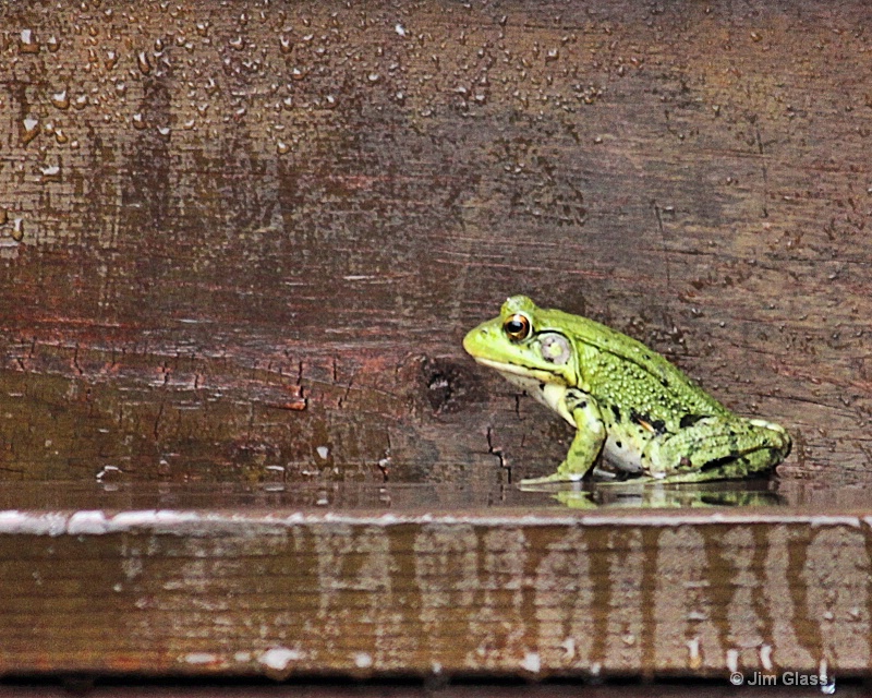 Frog On A Step