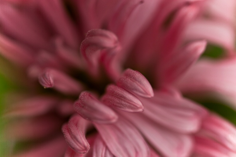 Painting With a Macro Lens