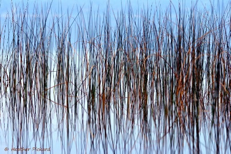 River Reeds