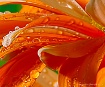 Wet