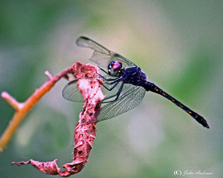 Dragonlet  on Leaf