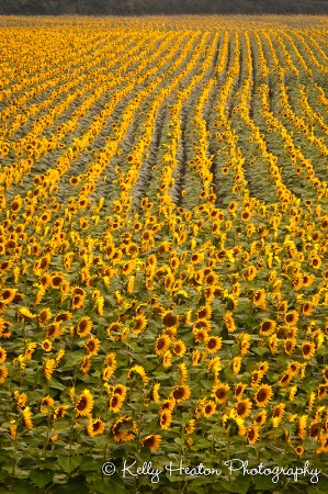 Sunflower Rows