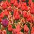 © M.  Martha M. Eid PhotoID# 10718729: Longwood Gardens, PA