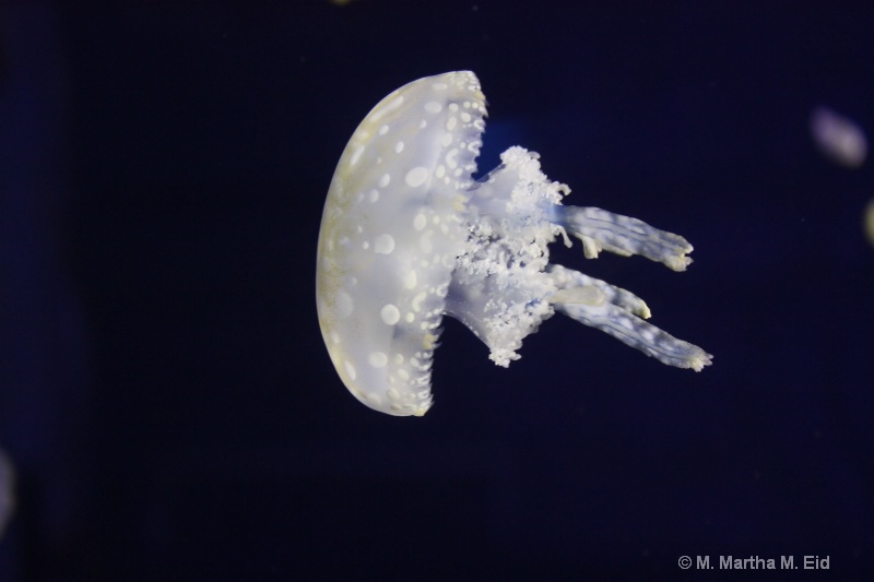 Jellyfish (large) - ID: 10718768 © M.  Martha M. Eid