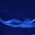 © M.  Martha M. Eid PhotoID# 10718776: Manta Ray