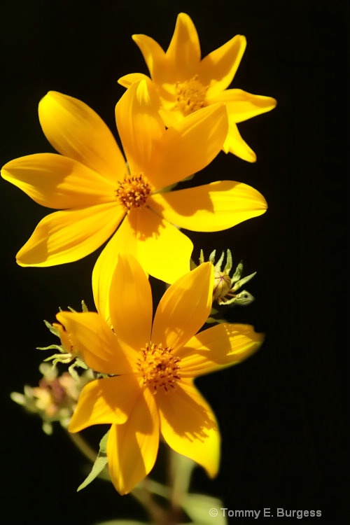 Tickseed Sunflowers