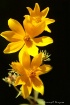Tickseed Sunflowe...