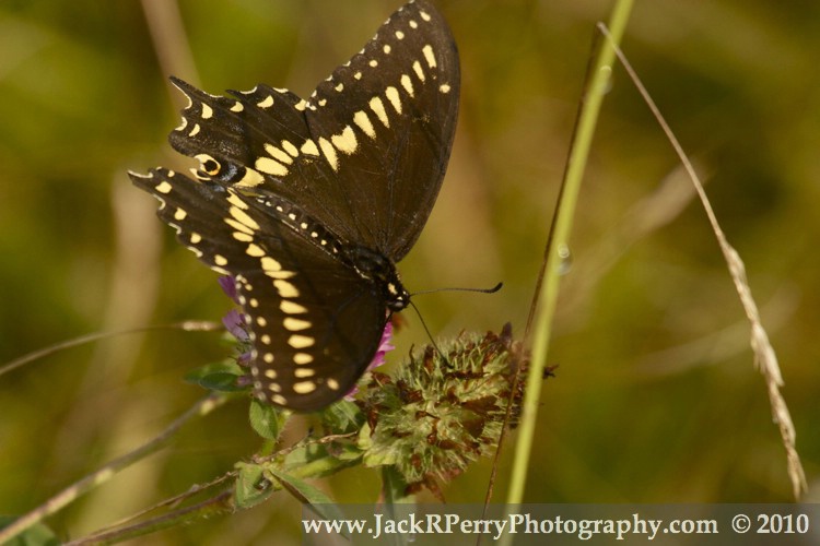 Black Swallowtail, Papilio polyxenes