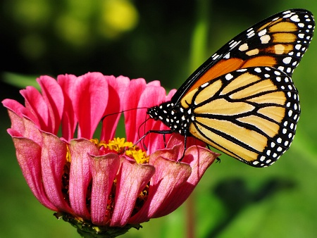 Zinnia and Monarch