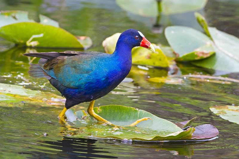 Purple Gallinule; Shark Valley; Everglades NP - ID: 10726055 © Richard S. Young