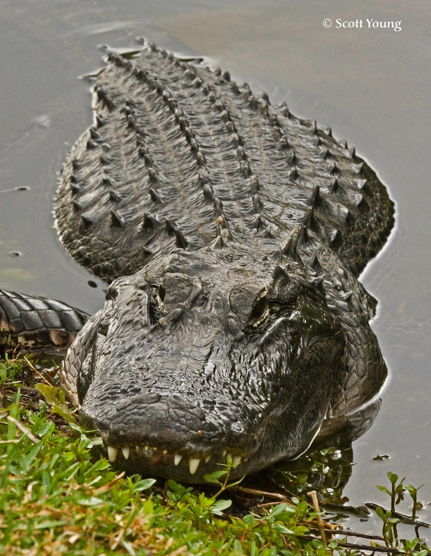 Alligator; Shark Valley; Everglades NP - ID: 10726390 © Richard S. Young