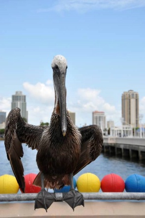 Pelican at the Pier