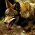 © Norma L. Brown PhotoID # 10726731: Red Wolf