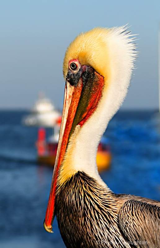 Pelican from Monterey Bay