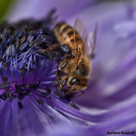 Busy in blue