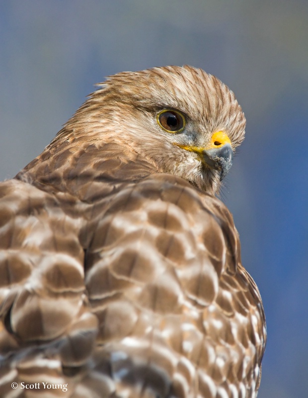 Red-shouldered Hawk: Corkscrew Swamp, FL - ID: 10729018 © Richard S. Young