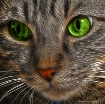 Tommy, My Little ...