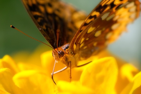 Fritillary on Yellow