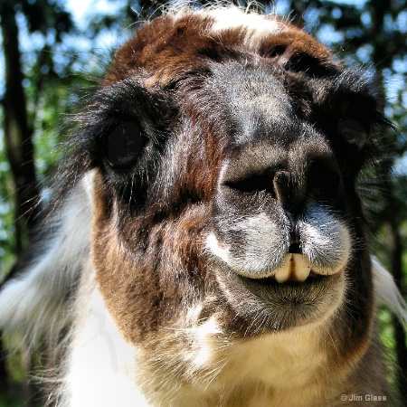 Grinning Llama