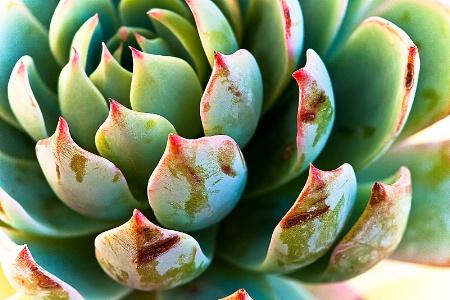 Succulant 2