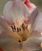 softness and ligh...