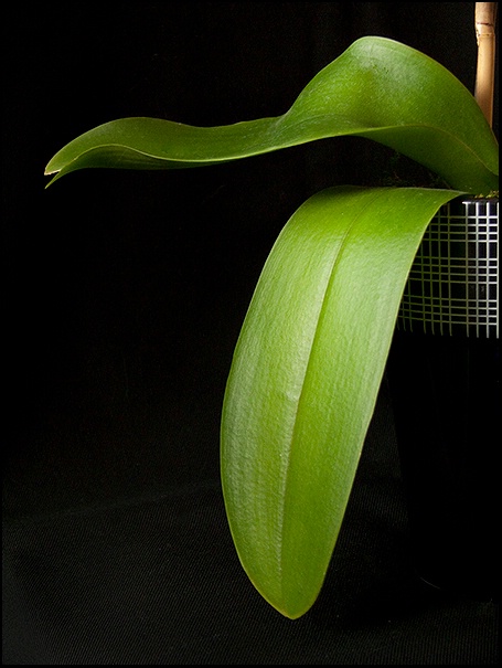 Orchid Leaves