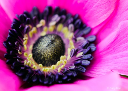  Pink Anemone