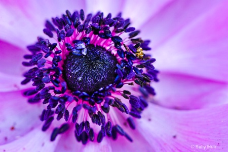  Purple Anemone