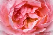Rosey Rose